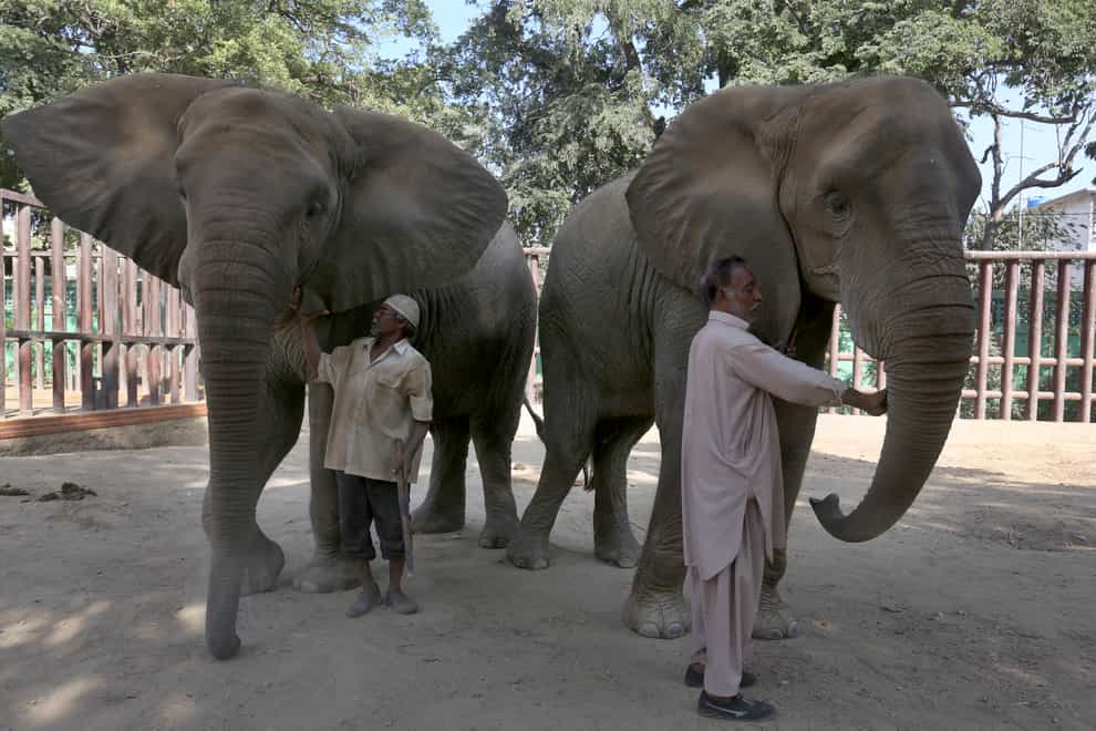 Pakistani zookeepers take care of elephants, which were examined by veterinarians from the global animal welfare group, Four Paws, at Karachi Zoo (AP)