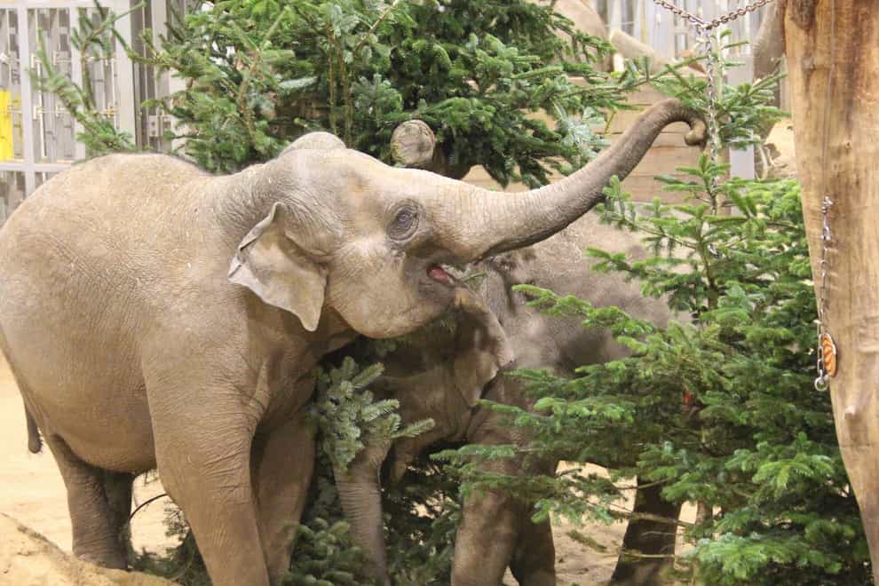 The family of elephants shake off the Christmas decorations (ZSL Whipsnade Zoo/PA)