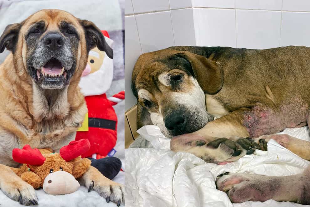 Ten-year-old Molly-Moo, a German Shepherd cross mastiff, was found wandering the streets alone “starving and broken” last December (RSPCA/PA)
