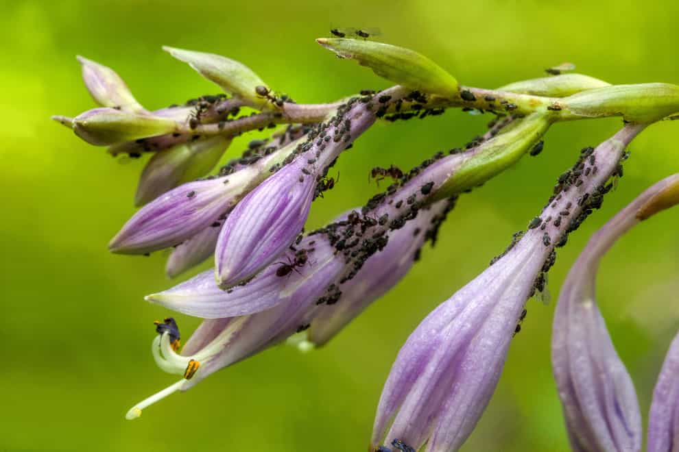 Aphids sucking the sap on hosta flowers (Alamy/PA)