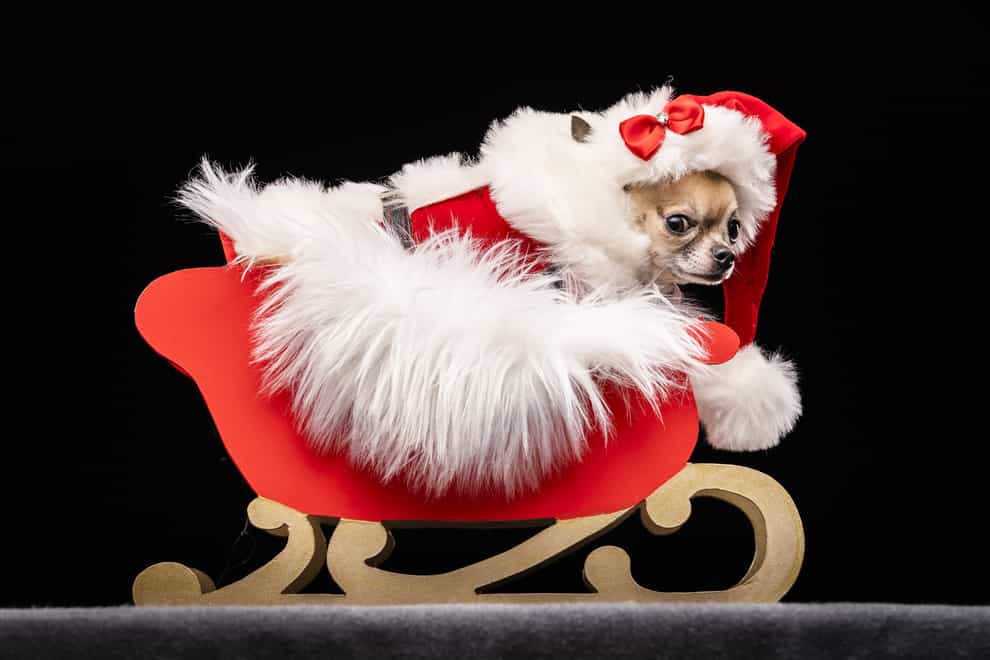 Dolly the Chihuahua, during the Victorian Christmas themed Furbabies Dog Pageant (Danny Lawson/PA)