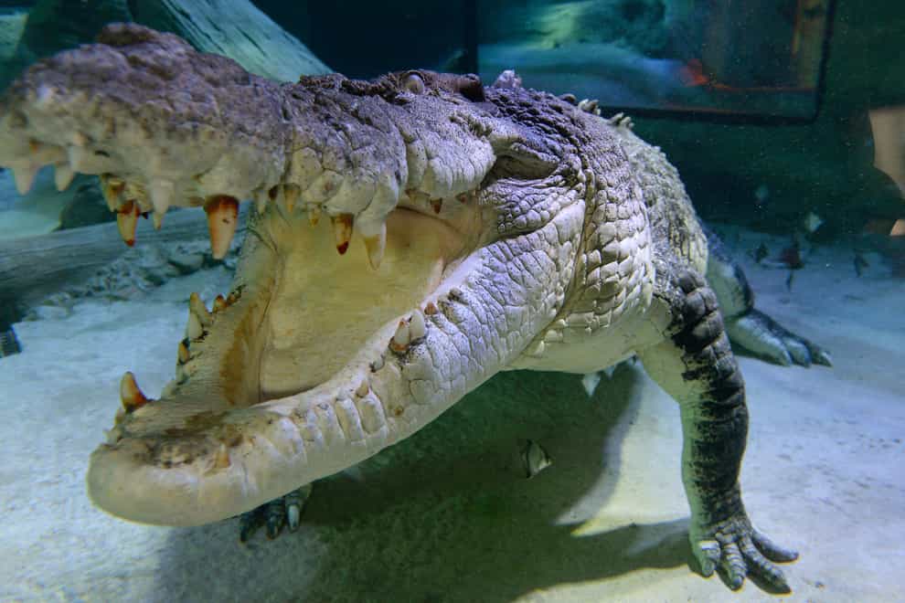 The teenager was attacked by a crocodile (Anthony Devlin/PA)