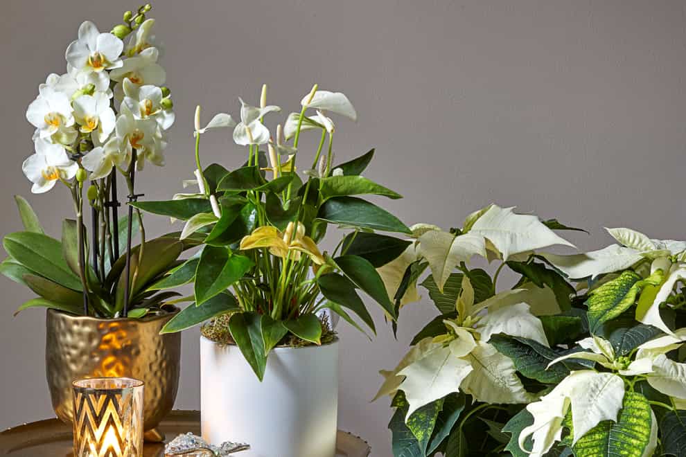 A selection of white plants for Christmas (Dobbies Garden Centres/PA)