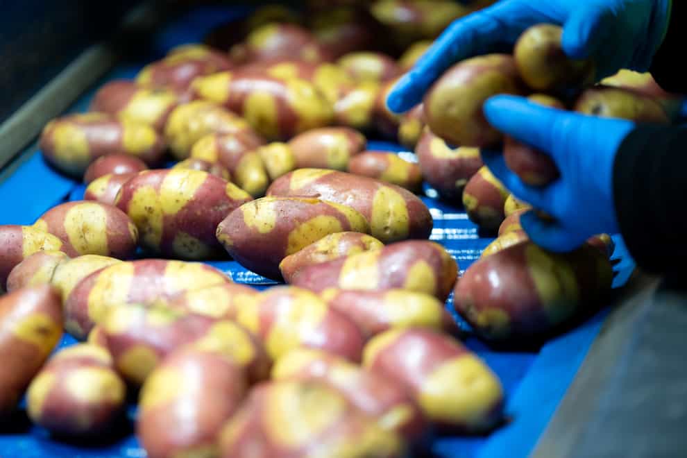 A new hybrid variety of potatoes has been named Nemo, after the cartoon fish in Finding Nemo, due to its unusual markings (Joe Giddens/PA)