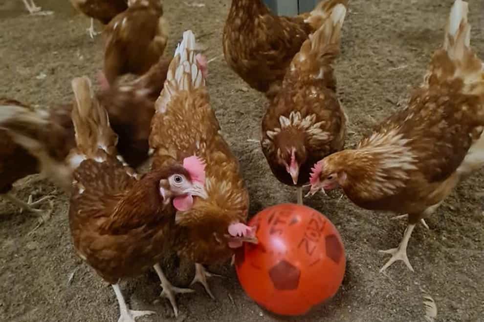 Undated handout photo of chickens at Leicestershire-based egg producer Sunrise Poultry Farms playing with a football while they are stuck indoors during the bird flu lockdown.