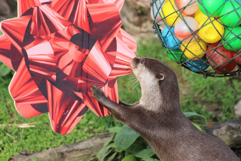Otter’s Carol and Ernie had their habitat ‘spruced up’ with seasonal decorations (ZSL)