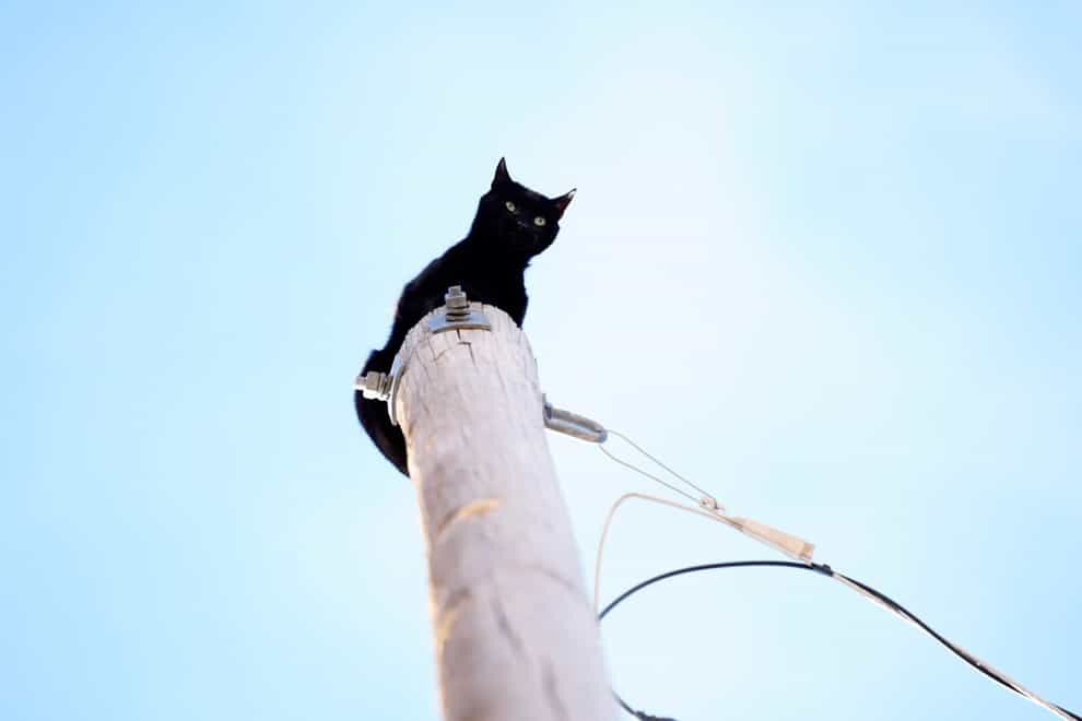 Panther was rescued from the pole (Philip B. Poston/Sentinel Colorado/AP)