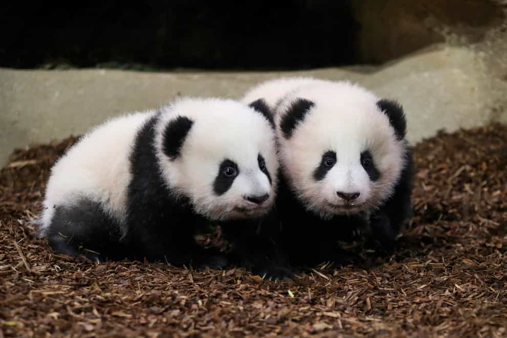 In this photo provided by Zooparc de Beauval, twin panda cubs, Yuandudu and Huanlili take their first steps in public, at the Beauval Zoo in Saint-Aignan-sur-Cher, France, Saturday, Dec. 11, 2021. The female twins were born in August. Their mother, Huan Huan, and father, Yuan Zi, are at the Beauval Zoo, south of Paris, on a 10-year loan from China aimed at highlighting good ties with France. (Zooparc de Beauval via AP)