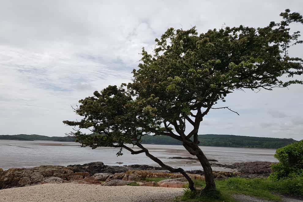 A Scottish hawthorn standing proud on Kippford’s coastline has been announced as this year’s Woodland Trust’s Tree of The Year (Drew Patterson)