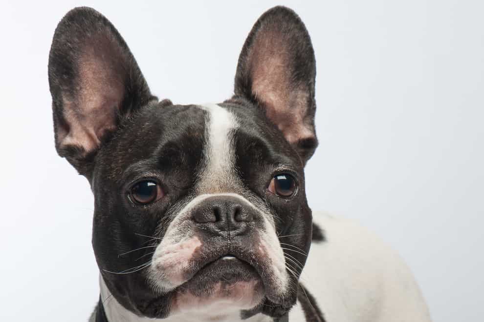 A study showed French Bulldogs are at a much higher risk of health problems (PA/ Royal Veterinary College)