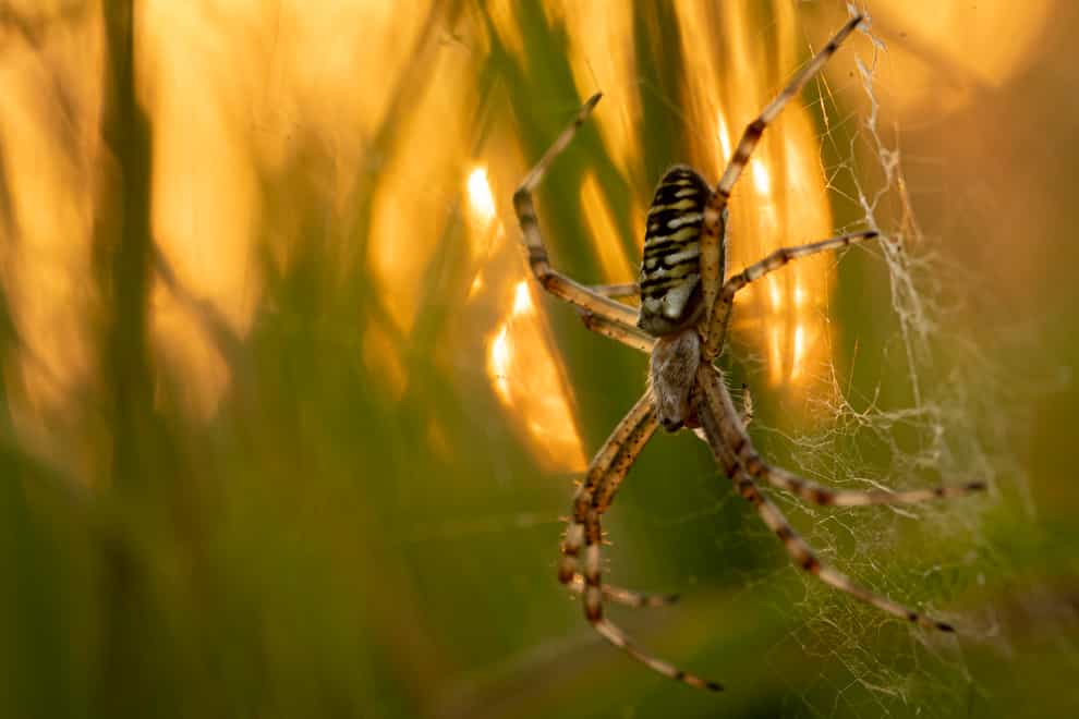 A wasp spider in front of a sunset (Ben Hancock-Smith/RSPCA)