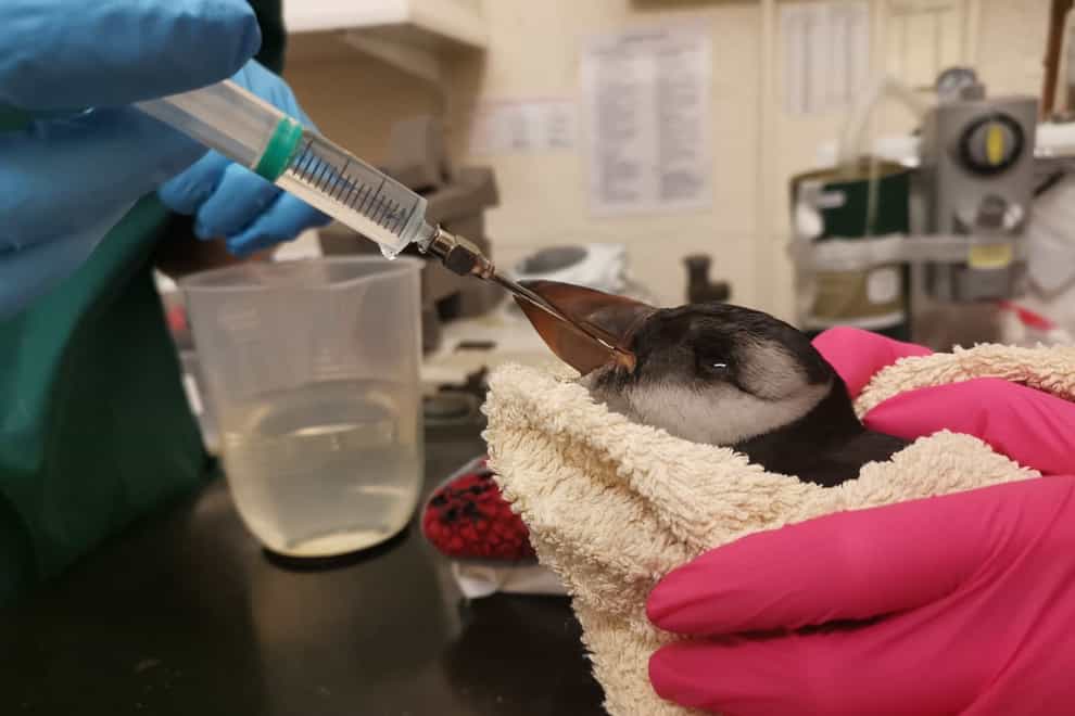 A rescued puffins is rehydrated (Flett and Carmichael/PA)