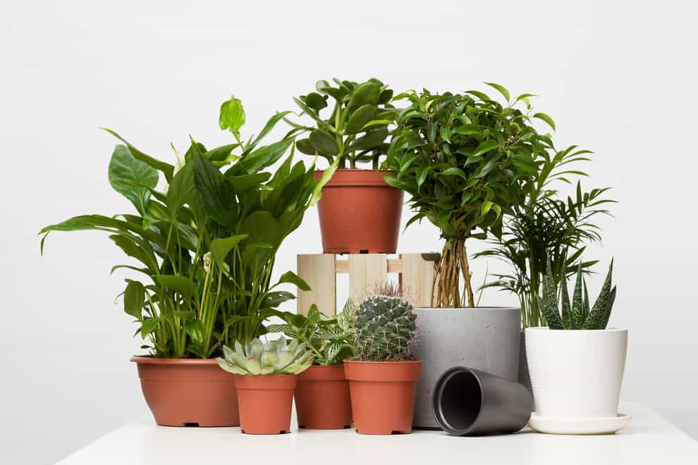 Which houseplants do well with little light? (Alamy/PA)