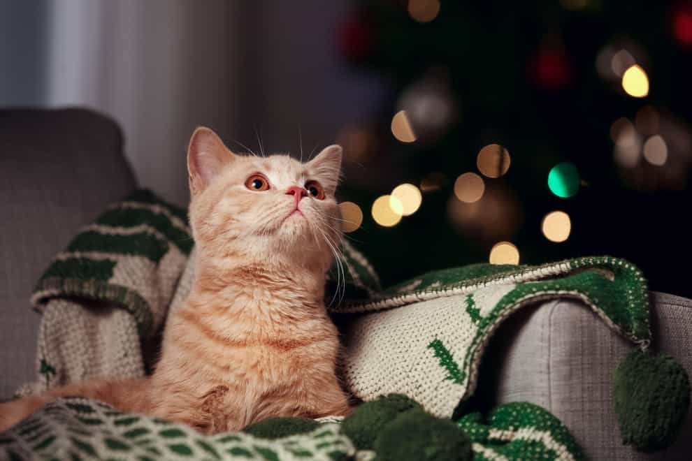 Why a cosy Christmas Eve is the best option (Alamy/PA)