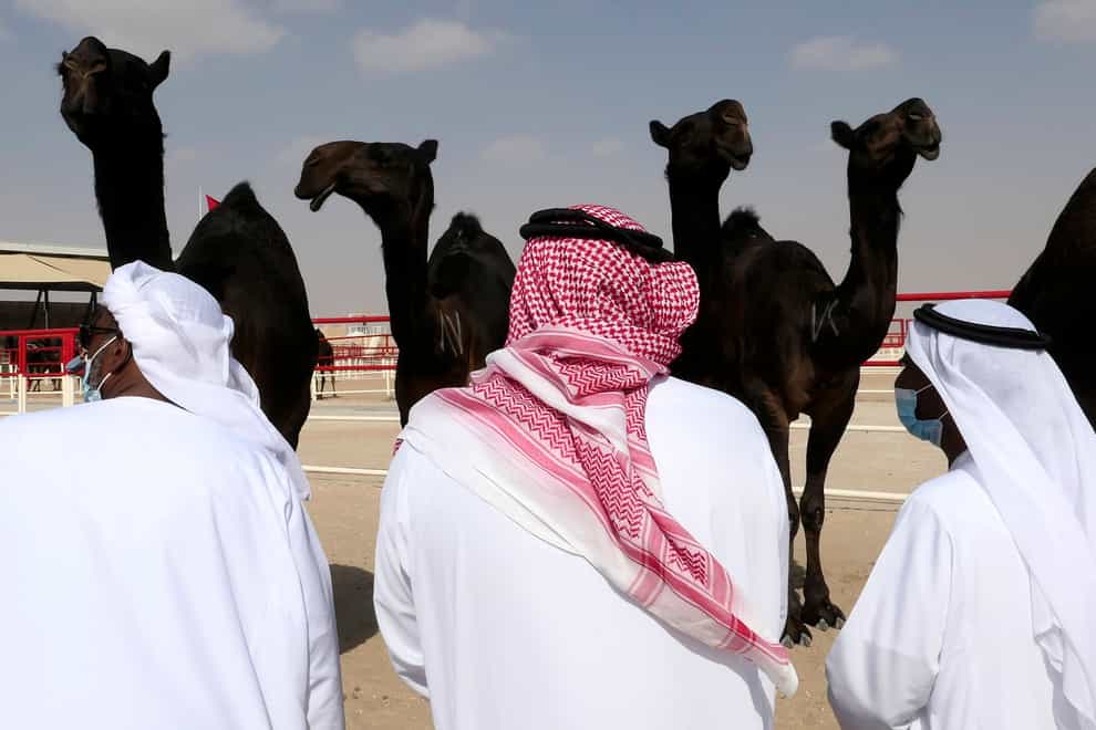 Judges scrutinise camel beauty contestants (Isabel DeBre/AP)