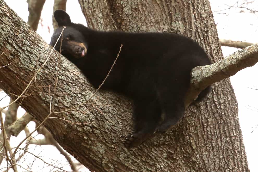 One of the four bears sleeping in a tree on Bruin Drive in Chesapeake, Virginia (Stephen M Katz/The Virginian-Pilot via AP)
