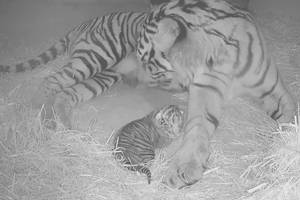 Sumatran tiger Gaysha cleaning and feeding her cub (ZSL London Zoo/PA)