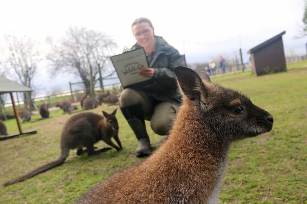 A zookeeper counts the wallabies at the Yorkshire Wildlife Park during its annual monitoring of its 57 species (YWP/PA)