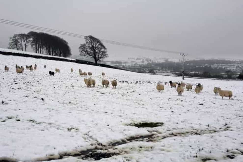 Sheep in a snow covered field in Guiseley, West Yorkshire (West Yorkshire/PA)