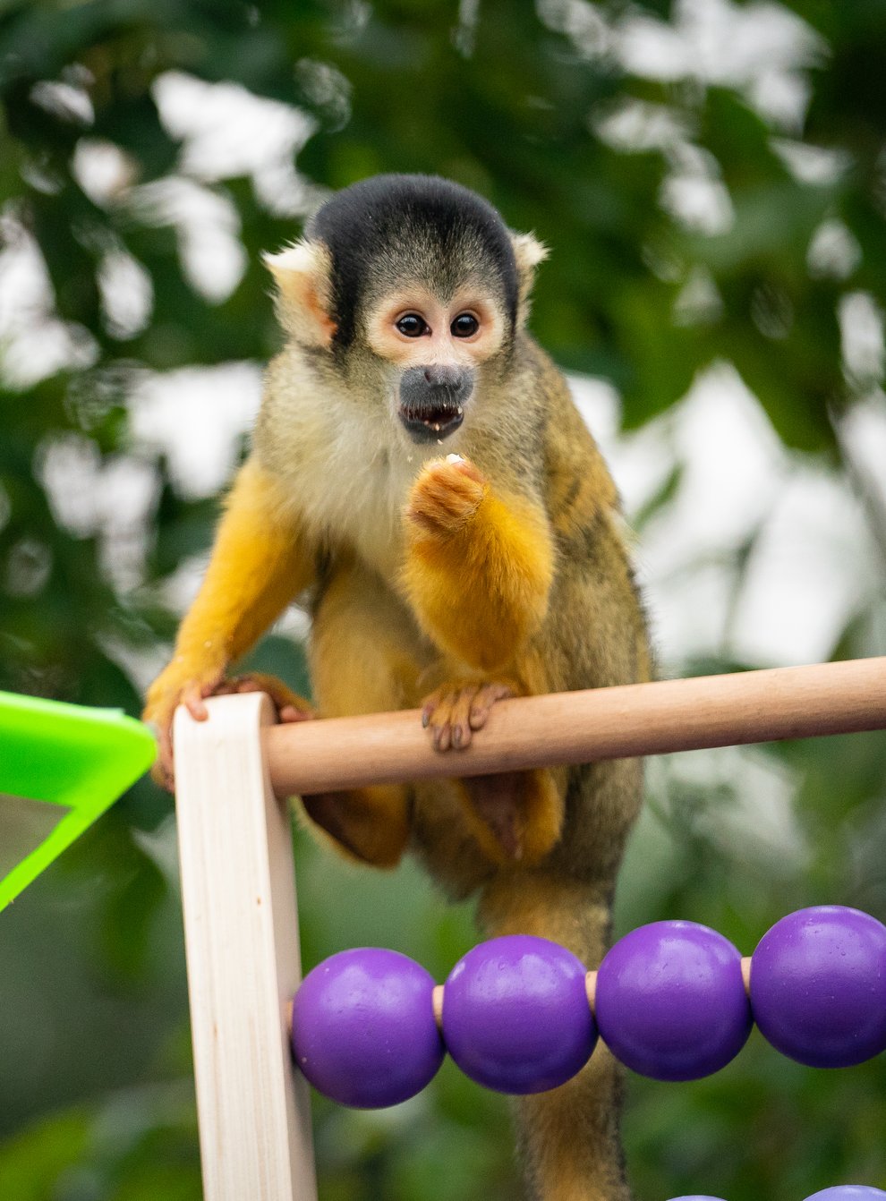 A zoo keeper counts squirrel monkeys during the annual stocktake at ZSL London Zoo (Aaron Chown/PA)
