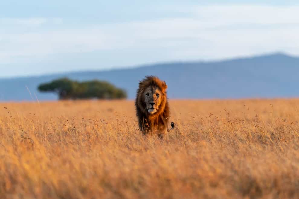 A lion at dawn in the Mara conservancies (Sarah Marshall/PA)