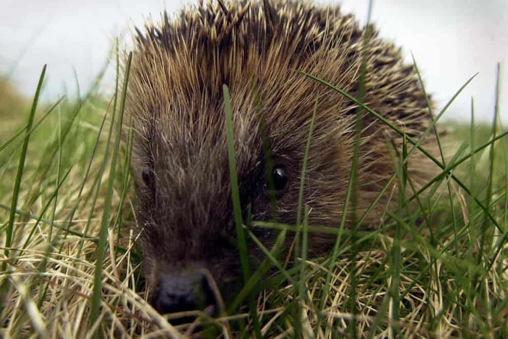 The MRSA superbug arose in hedgehogs long before the use of antibiotics, a study suggests (Andrew Milligan/PA)
