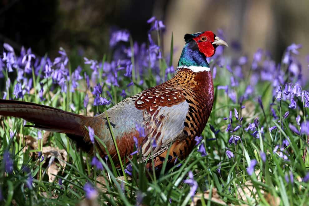 Scientists found that the heads of pheasants cool down before confrontation (Gareth Fuller/PA)