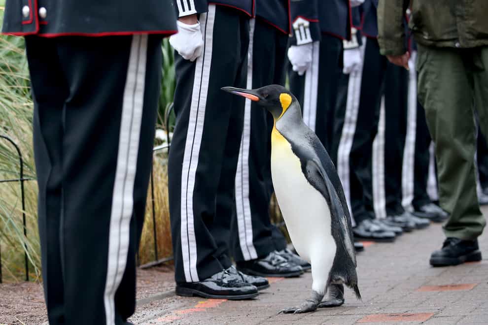 Uniformed soldiers of the King of Norway’s Guard parade for inspection by their mascot, king penguin Nils Olav, who was awarded a knighthood in 2008, at RZSS Edinburgh Zoo (Jane Barlow/PA)