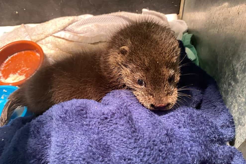 Eve the otter was found in a bin on Christmas Eve in Durham (RSPCA)
