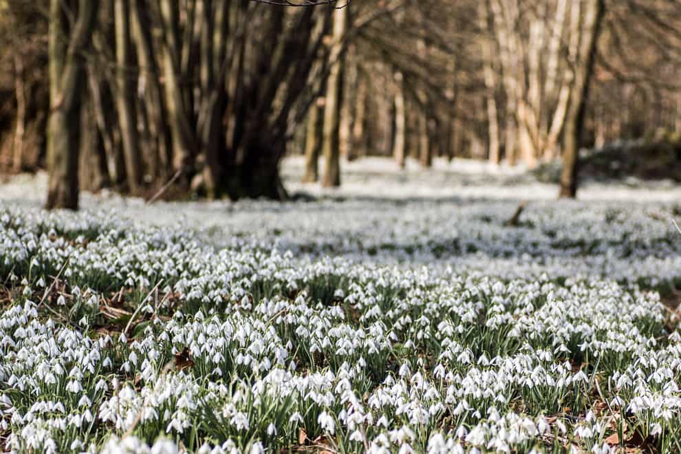 Where to see snowdrops (Alamy/PA)
