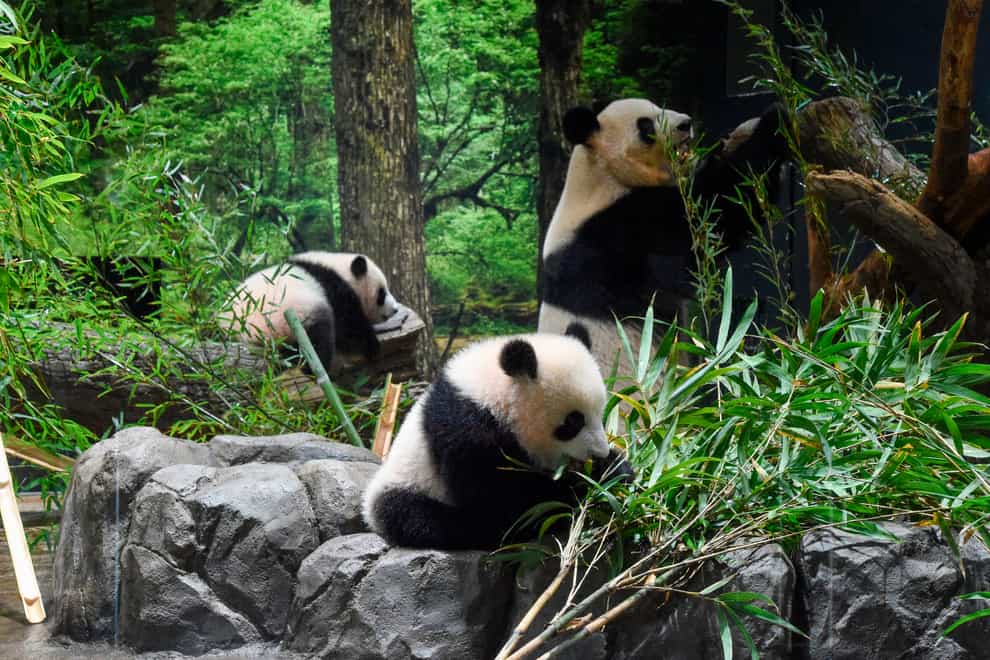 Twin pandas Lei Lei, centre, and Xiao Xiao, left, with their mother Shin Shin at Ueno Zoo in Tokyo (Tokyo Zoological Park Society/AP)