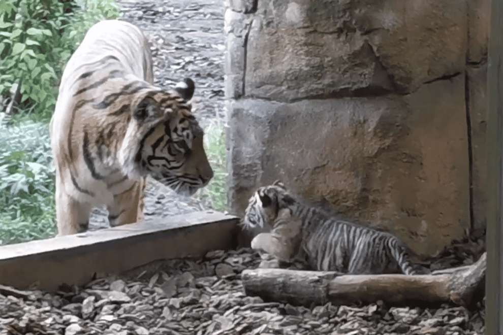 The tiger cub and mother at London Zoo (ZSL London Zoo/PA)