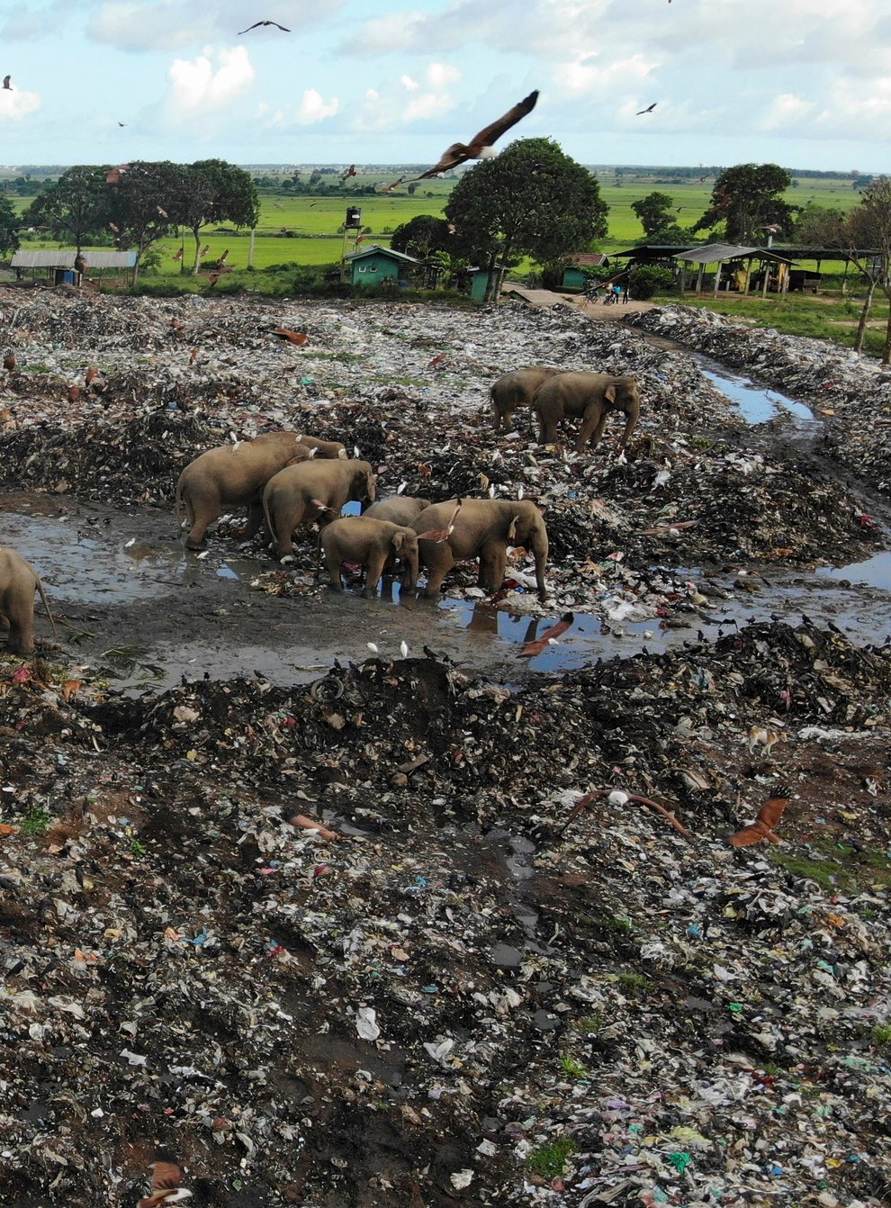 Wild elephants scavenge for food at an open landfill in Pallakkadu village in Ampara district (Achala Pussalla/AP)