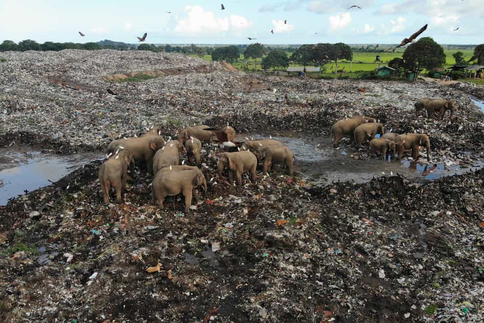 Wild elephants scavenge for food at an open landfill in Pallakkadu village in Ampara district (Achala Pussalla/AP)