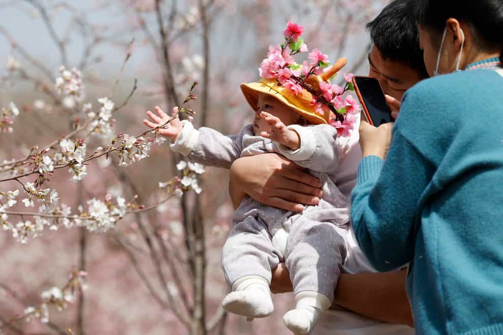 A man holds a child for photos near a cherry blossom tree in Beijing (AP)