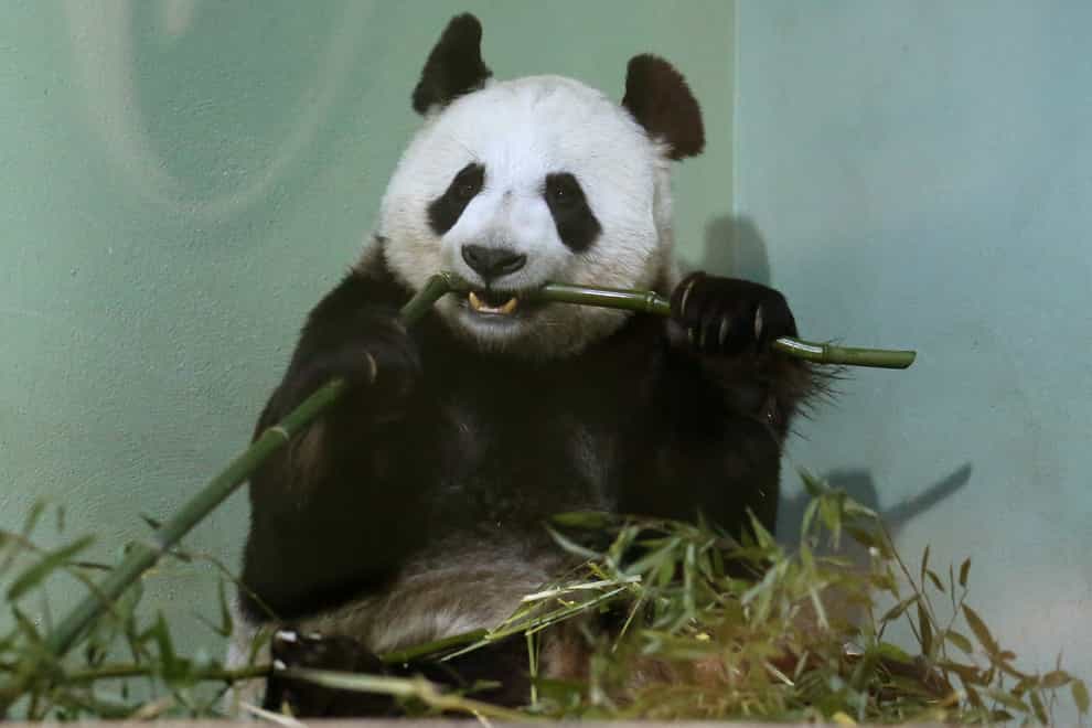 Giant pandas stay chubby on bamboo diet thanks to gut bacteria – study (Andrew Milligan/PA)