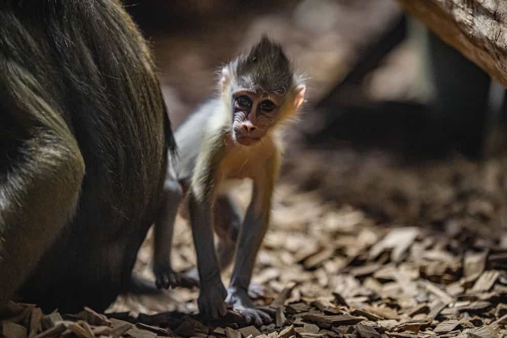 A baby mandrill at Chester Zoo (Chester Zoo)