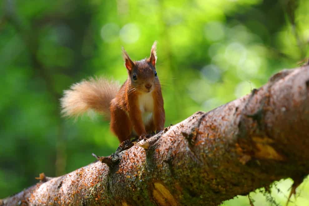 Red squirrel in Yorkshire (Alamy/PA)