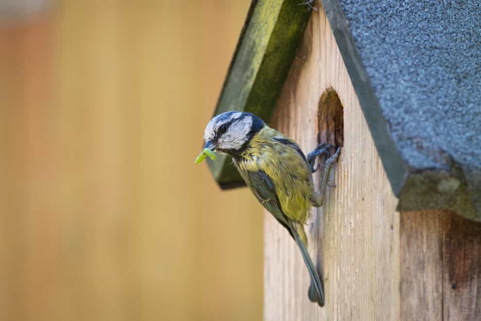 How can you encourage birds to use your nestboxes? (Alamy/PA)