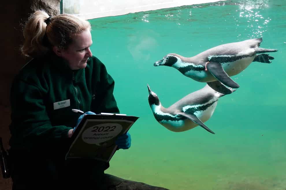 A keeper watches a pair of Humbolt Penguins as they are counted during the annual stocktake at Marwell zoo in Winchester (Andrew Matthews/PA)