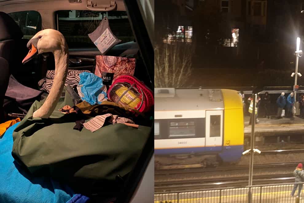 An injured swan had to be rescued after it made its way on to the tracks at a station in west London, causing hours of delays (Nicola Cilliers/PA)
