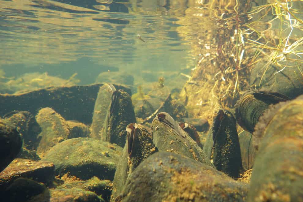 Bed of freshwater pearl mussels (Nature Scot/PA)