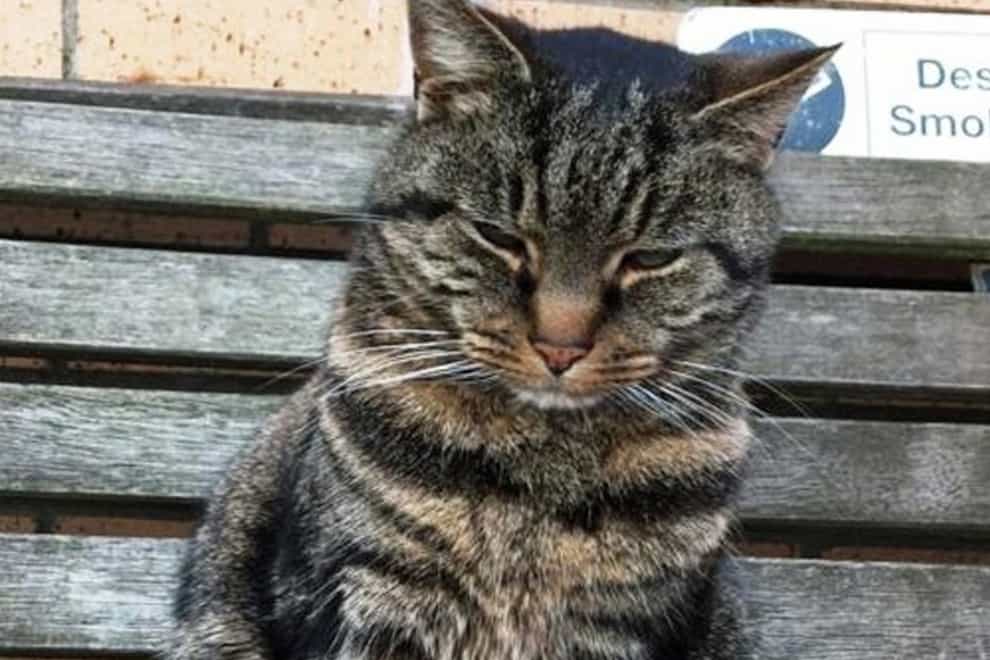 Fergus went missing from his Scottish home 11 years ago (Cats Protection/PA)