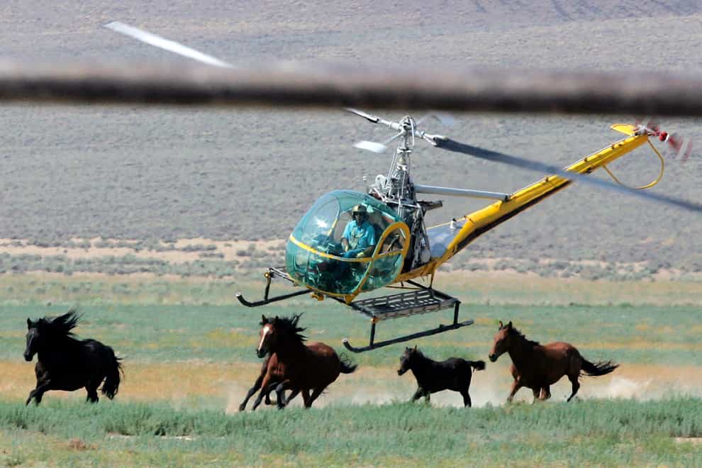 A livestock helicopter pilot rounds up wild horses from the Fox & Lake Herd Management Area in Washoe County, Nevada (AP)