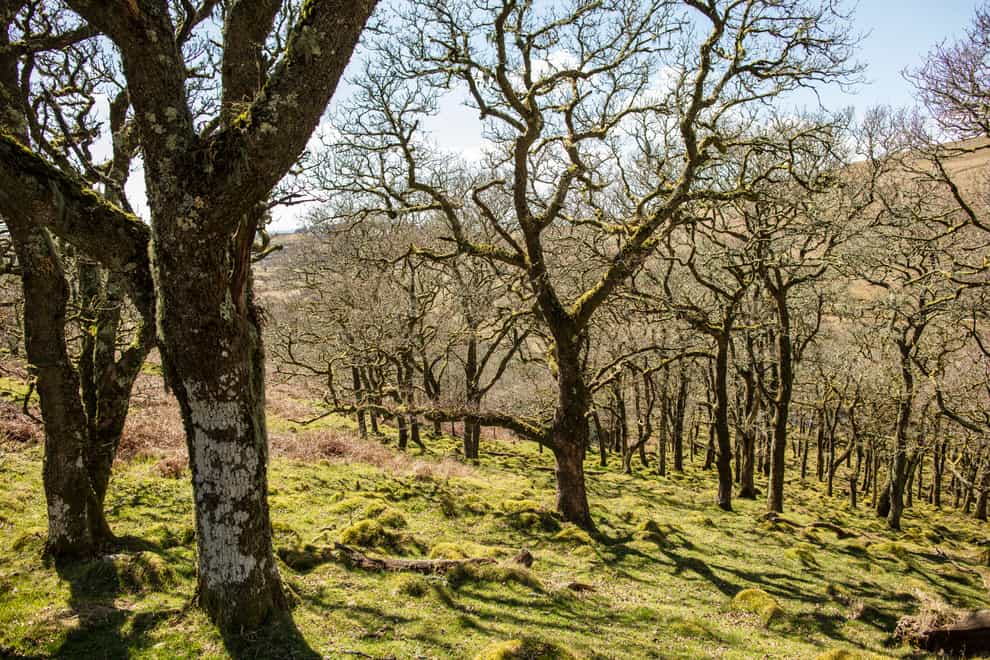 Upland ‘rainforests’ on Britain’s moorlands could be key to meeting reforestation goals (Lloyd Russell, University of Plymouth/PA)