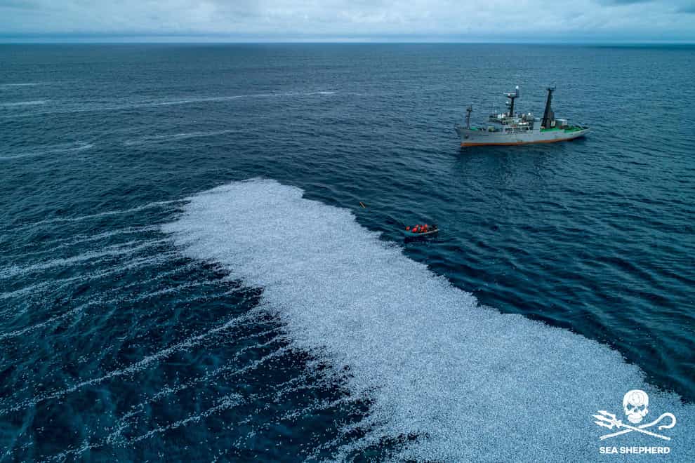 Activists approach a spill of dead fish in the Bay of Biscay (Sea Shepherd/AP)