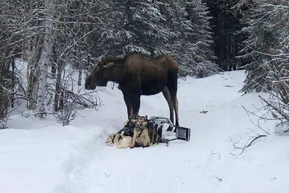 A moose stands over musher Bridgett Watkins’ dog team near Fairbanks, Alaska (Bridgett Watkins/AP)
