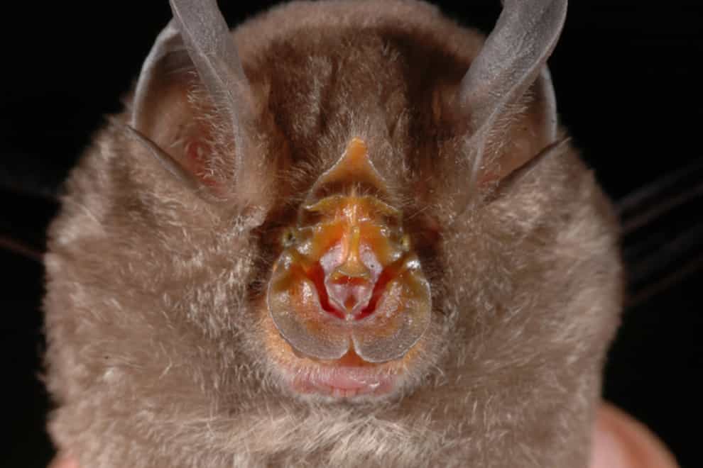 Scientists have traced the coronavirus to the horseshoe bat (PA)