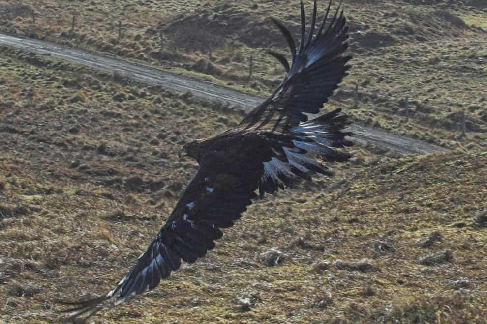 There was evidence of a golden eagle being poisoned on the estate (Scottish SPCA/PA)