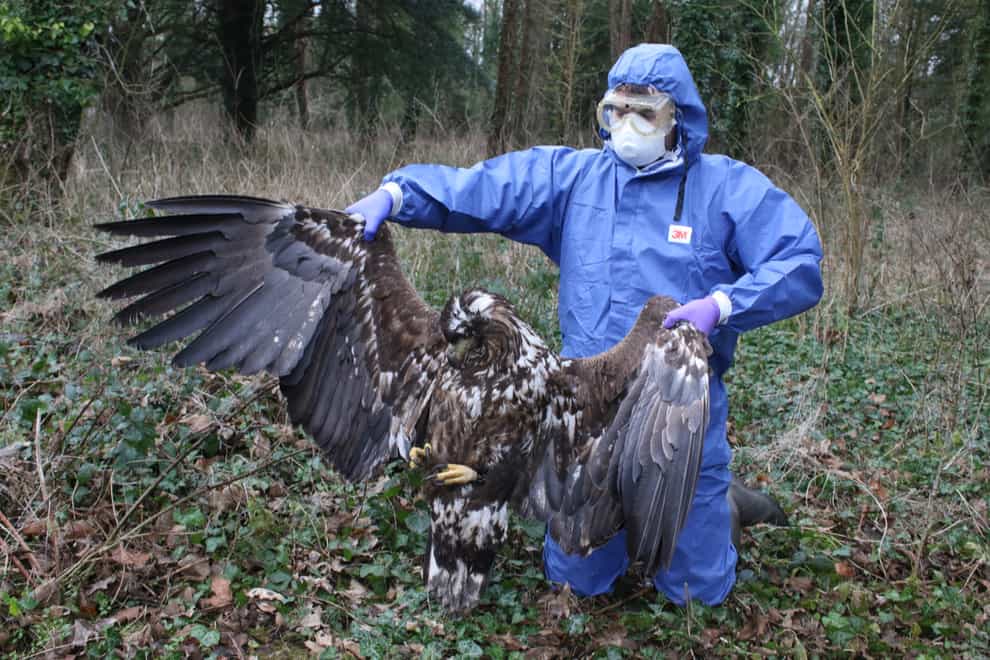 One of the white-tailed eagles that was found dead (Dorset Police/PA)